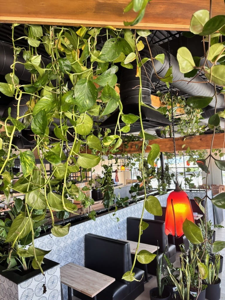 Plants